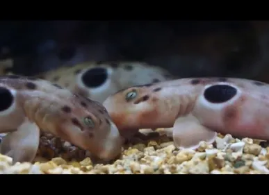 Nausicaa : naissance de trois bébés requins [VIDEO]