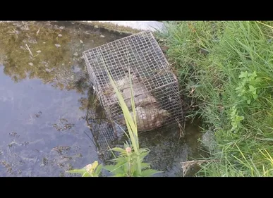 Un chien enfermé dans une cage retrouvé noyé près d'Abbeville
