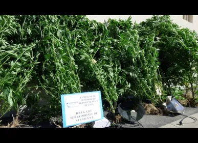 Huit pieds de cannabis saisis dans la commune de Gizy dans l'Aisne