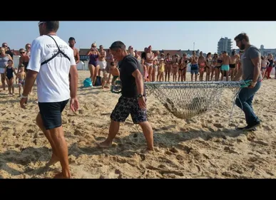 Calais : Un phoque secouru à la plage, ce dimanche après-midi