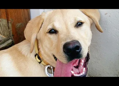 Un labrador retrouvé enfermé dans une voiture au soleil à...