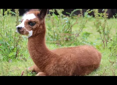 Un deuxième Alpaga est né au Parc d'Isle de Saint-Quentin
