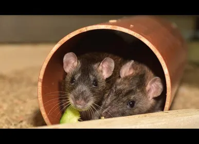 Roubaix : les rats attaquent une jeune paraplégique dans son sommeil