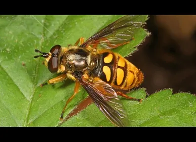 Ardennes : piqués par des frelons, 12 lycéens partent à l'hôpital