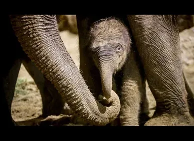 Découvrez le dernier né du zoo Pairi Daiza