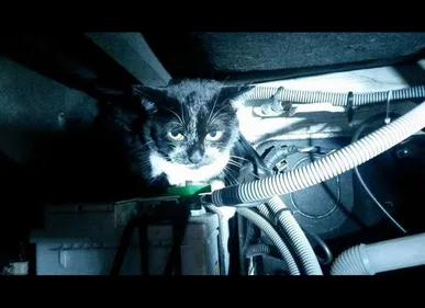 Un chat parcourt 130 kilomètres caché dans le moteur