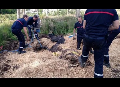 Oise : un cheval coincé dans un trou sauvé par les pompiers [VIDEO]