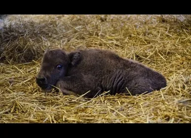 L'instant mignon : deux naissances d'animaux à Bellewaerde