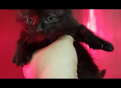 Un chaton sauvé des égouts à Marcq-en-Baroeul recherche une famille...