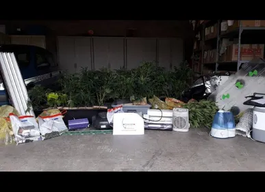 Aisne : la gendarmerie découvre une trentaine de pieds de cannabis...