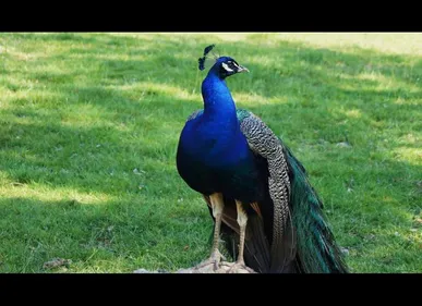 Arques (62) : la femelle paon, mascotte de la ville, retrouvée...