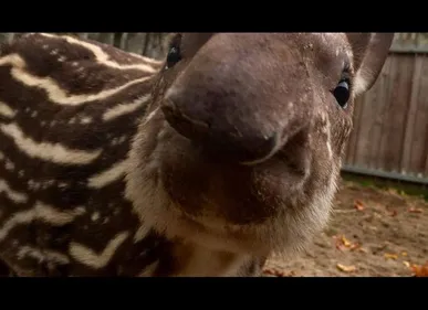 Au zoo de Lille, un nouveau pensionnaire est arrivé