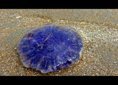 La méduse bleue de retour sur les plages de la Côte d'Opale