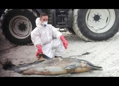Boulogne-sur-mer : un dauphin retrouvé mort sur la plage ce...