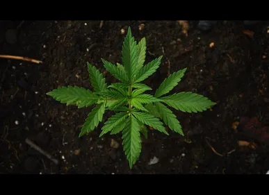 Roubaix : un trafic de drogue démantelé