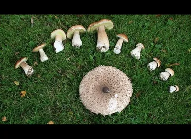 Oise : alerte sur les cueillettes de champignons