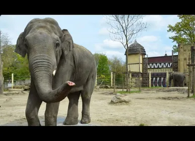 L’éléphant Tunga, du parc Bellewaerde, est mort