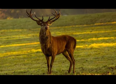 Un cerf tue un chasseur dans l'Oise