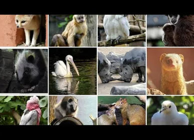 Le zoo de Lille lance un concours photo sur Facebook