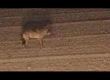 Picardie : l'animal observé dans la Somme était bien un loup