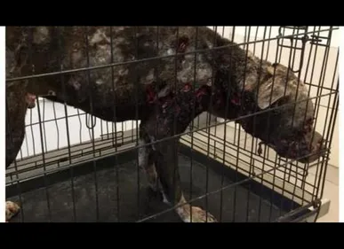 Un chien mutilé retrouvé à Fourmies, la SPA d'Hirson lance une...