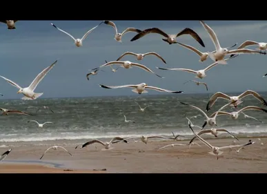 Le Touquet : la mairie stérilise les goélands pour lutter contre la...