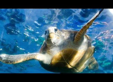Hardelot (62) : échouée sur la plage, une tortue de mer recueillie...