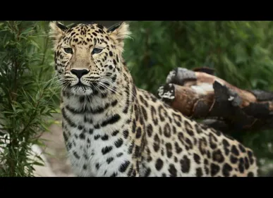 Le zoo de Maubeuge a battu son record de fréquentation en 2017