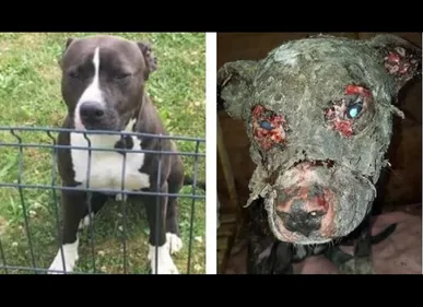 Chien euthanasié à Fourmies : la thèse de la violence...