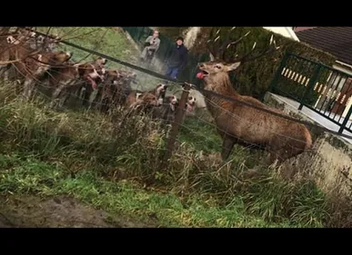 Oise : coincé dans un jardin, un cerf gracié lors d'une chasse à...
