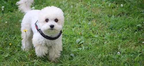 Métropole lilloise : ils kidnappent un caniche pour demander une...