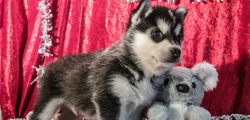 Oise : des chiots husky volés dans un chenil