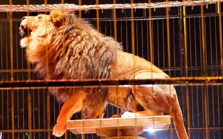 Les maires peuvent-ils interdire les cirques avec animaux sauvages ?