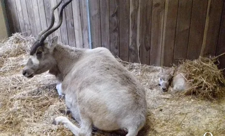 Un nouveau bébé Addax est né au zoo d'Amiens