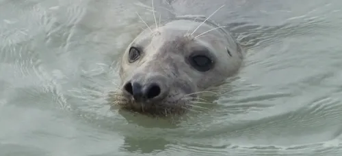 Oye-Plage : Un phoque protégé a été tué, la LPA porte plainte