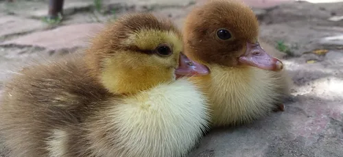 Le Parc : une centaine de canetons meurt dans un incendie