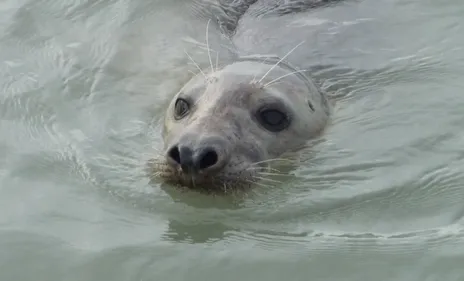 Sea Shepherd offre 5 000 euros pour faire avancer l'enquête sur le...