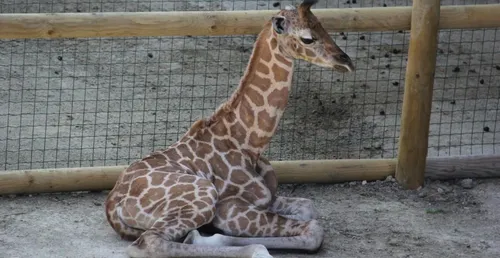 Mort soudaine d'un girafon au parc de Bellewaerde