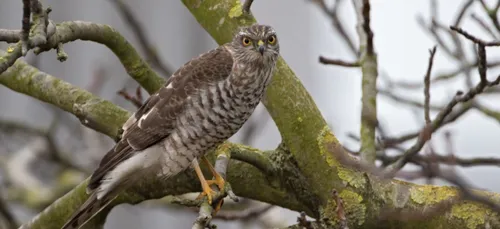 Surpris en train d'abattre un épervier, un chasseur picard risque...