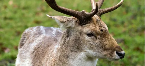 Oise : un cerf sauvé des chasseurs à Pont-Sainte-Maxence