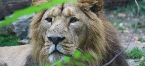 Décès soudain de Parys, le lion asiatique du zoo de Maubeuge