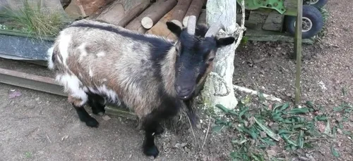 Gaston le bouc recherche son maître