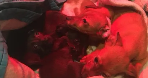 Quatre chiots abandonnés dans un sac poubelle en forêt de Compiègne