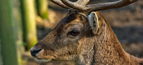 Emmêlé dans une clôture électrique, un daim sauvé par les pompiers...