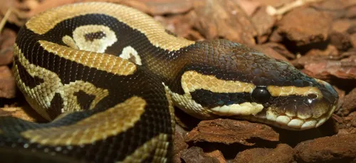 Des pythons saisis dans une habitation d'Isbergues
