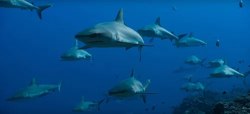 Le Touquet : une avant-première pour deux bonnes actions