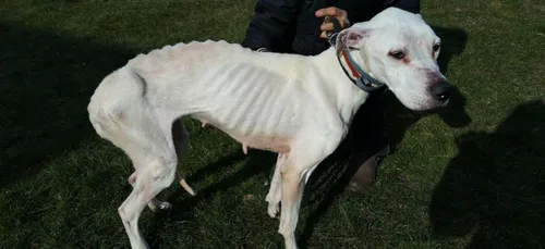 Camon (80) : privée de nourriture,  une chienne retrouvée dans un...