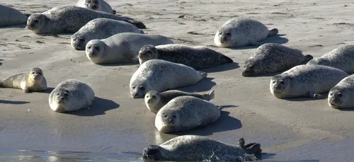 baie de Somme : des bénévoles recherchés pour passer l'été auprès...