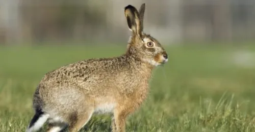 Somme : la fédération de chasse appelle à la vigilance sur la...