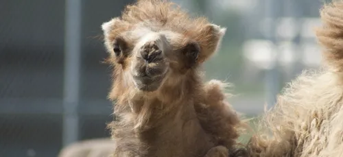 Feignies (59) : bébé dromadaire cherche prénom !